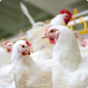 Poultry Image